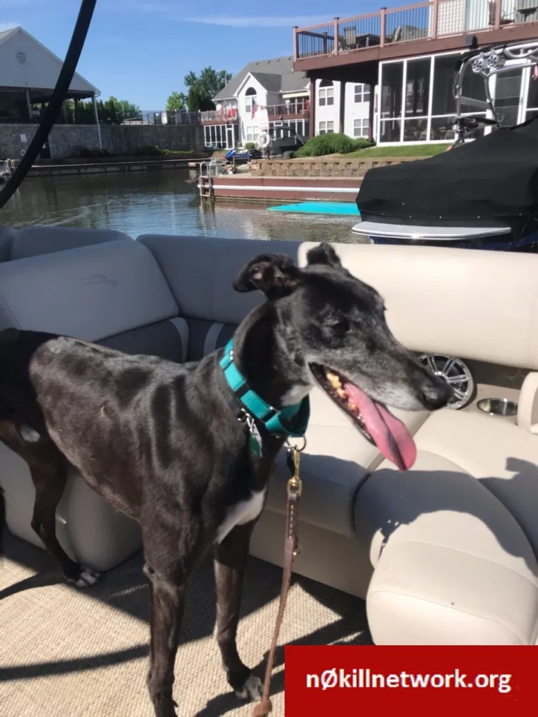 Lost dog in Greenfield, IN, 46140