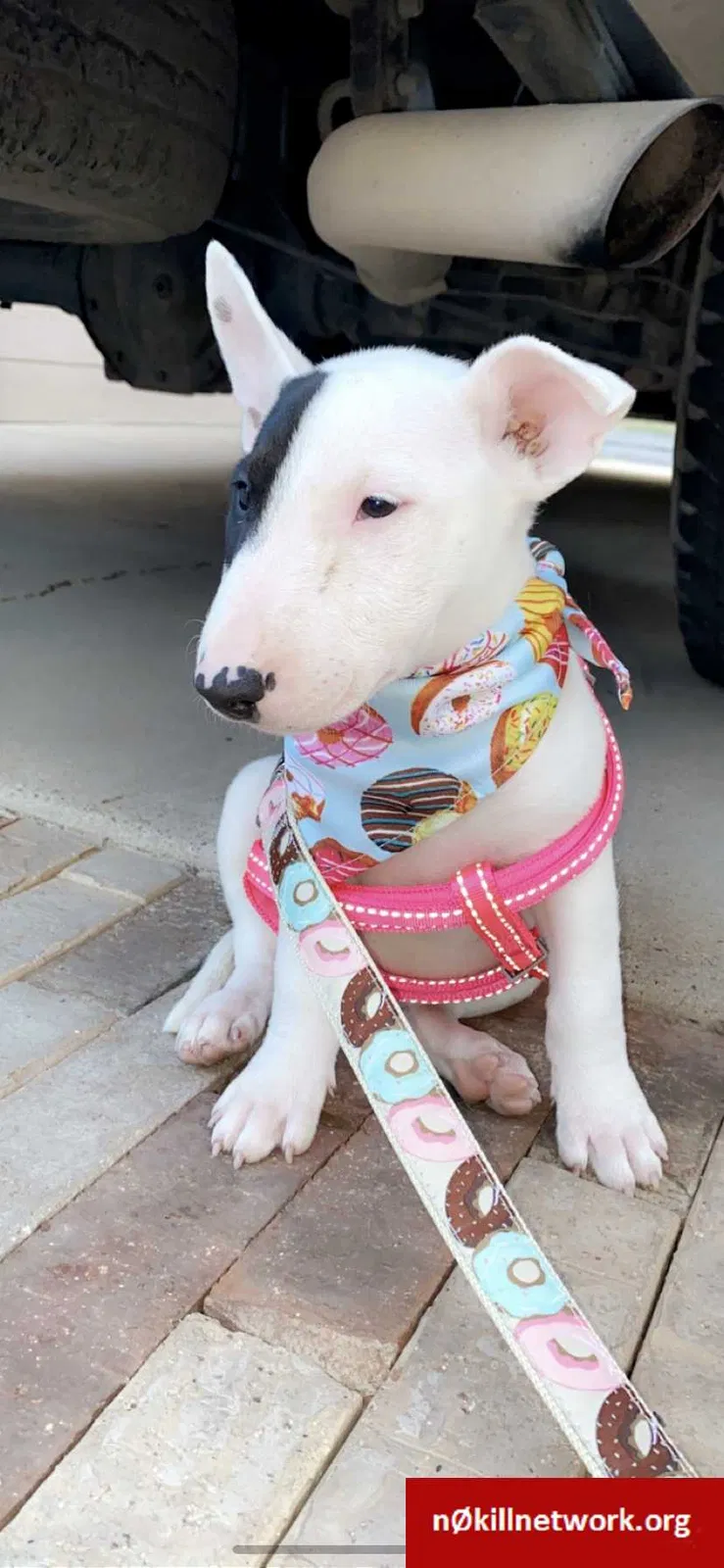 Lost dog in Odessa, TX, 79761