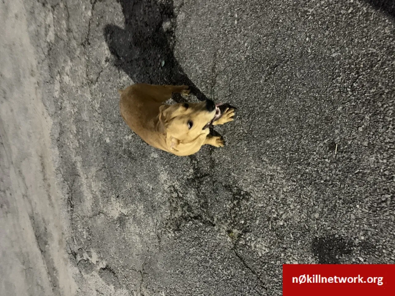 Found dog in Fayetteville, GA, 30214