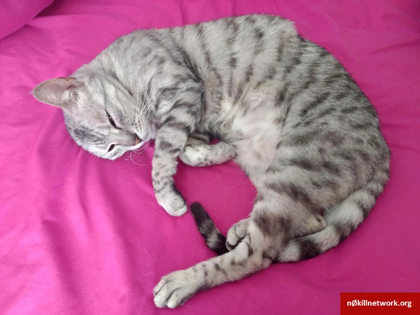 Lost cat in Kissimmee, FL, 34746