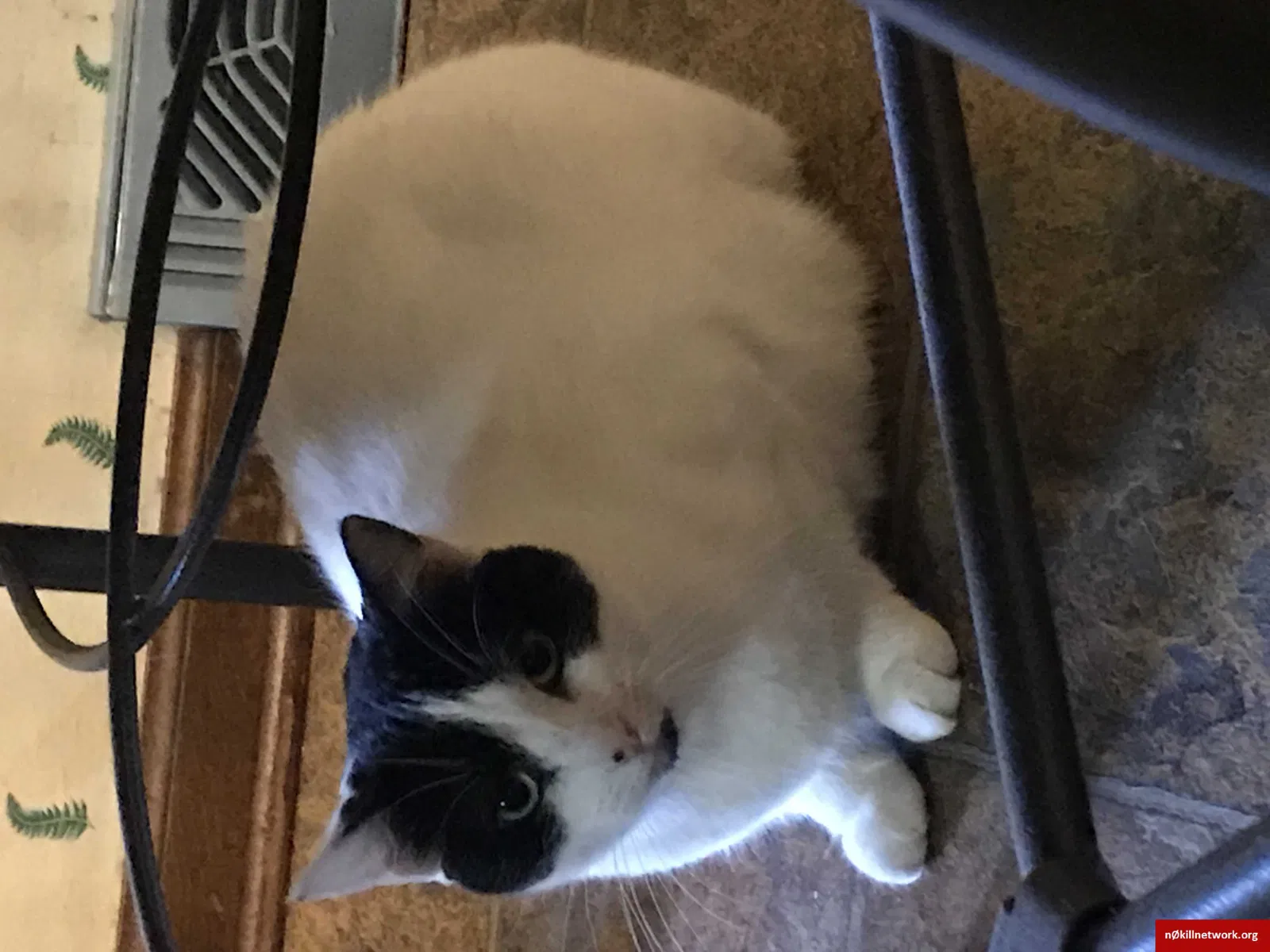 Lost cat in Toledo, OH, 43623