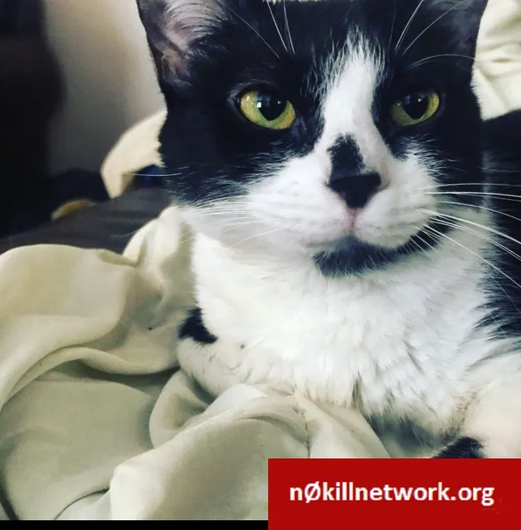 Lost cat in Trenton, TN, 38382