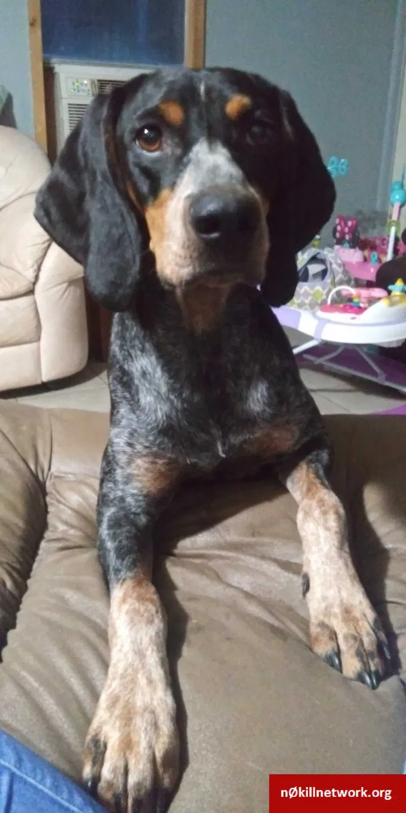 Lost dog in Slocomb, AL, 36375
