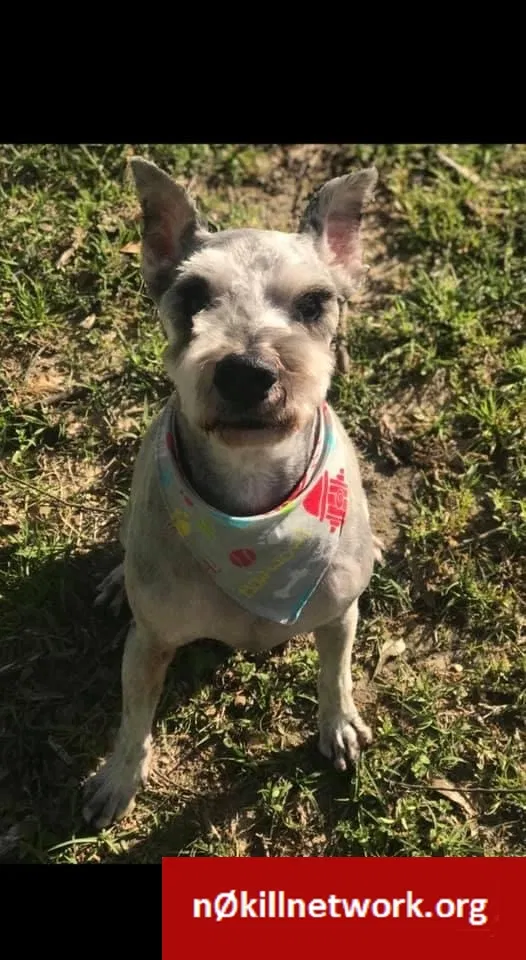 Lost dog in Malvern, AR, 72104