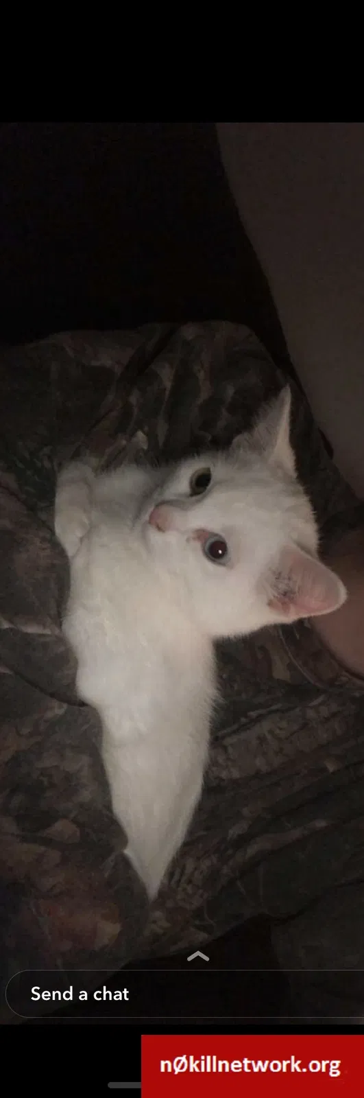 Lost cat in Maumee, OH, 43537
