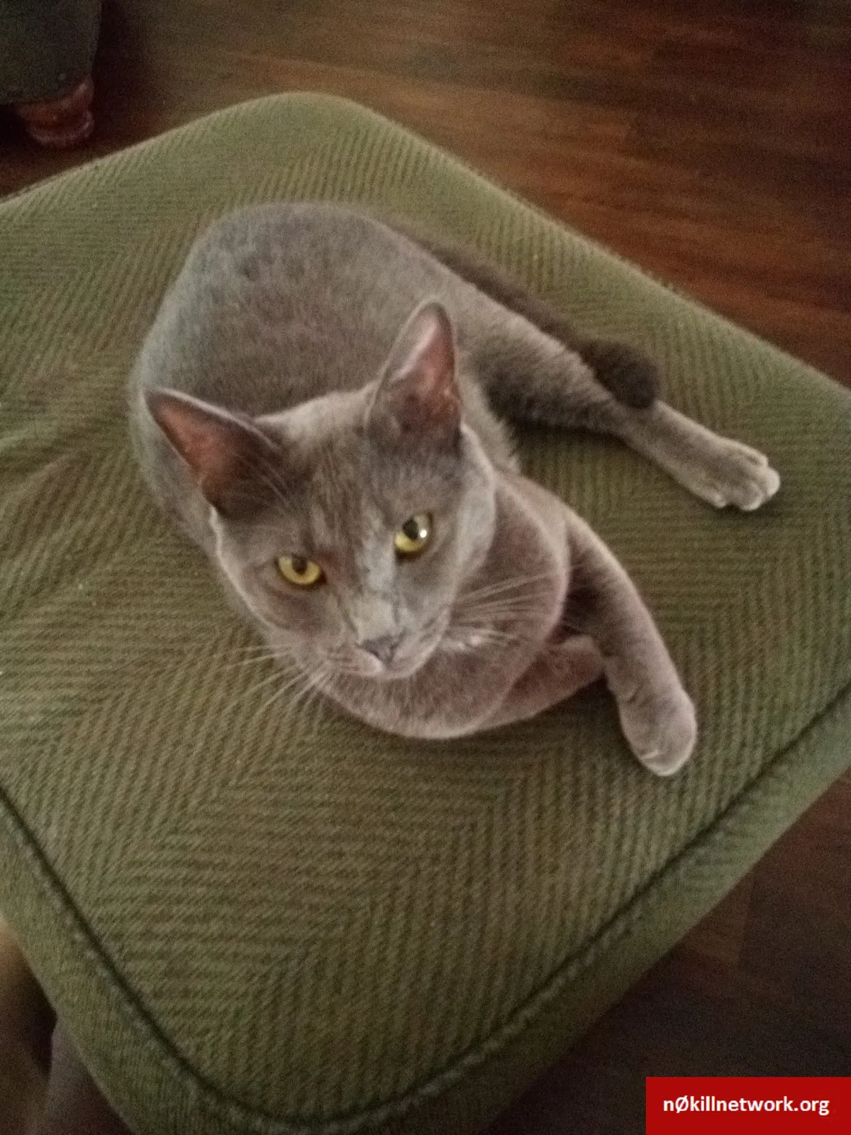 Lost cat in Rock Hill, SC, 29732