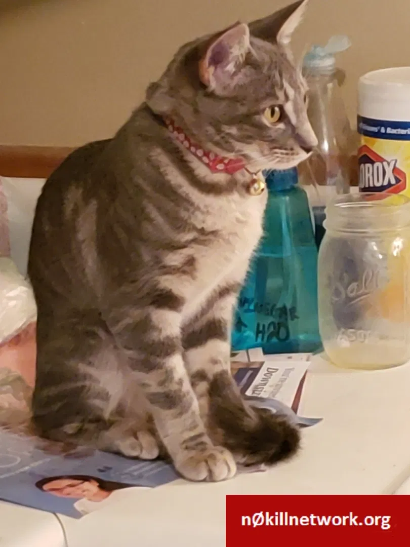 Lost cat in Waterloo, WI, 53594