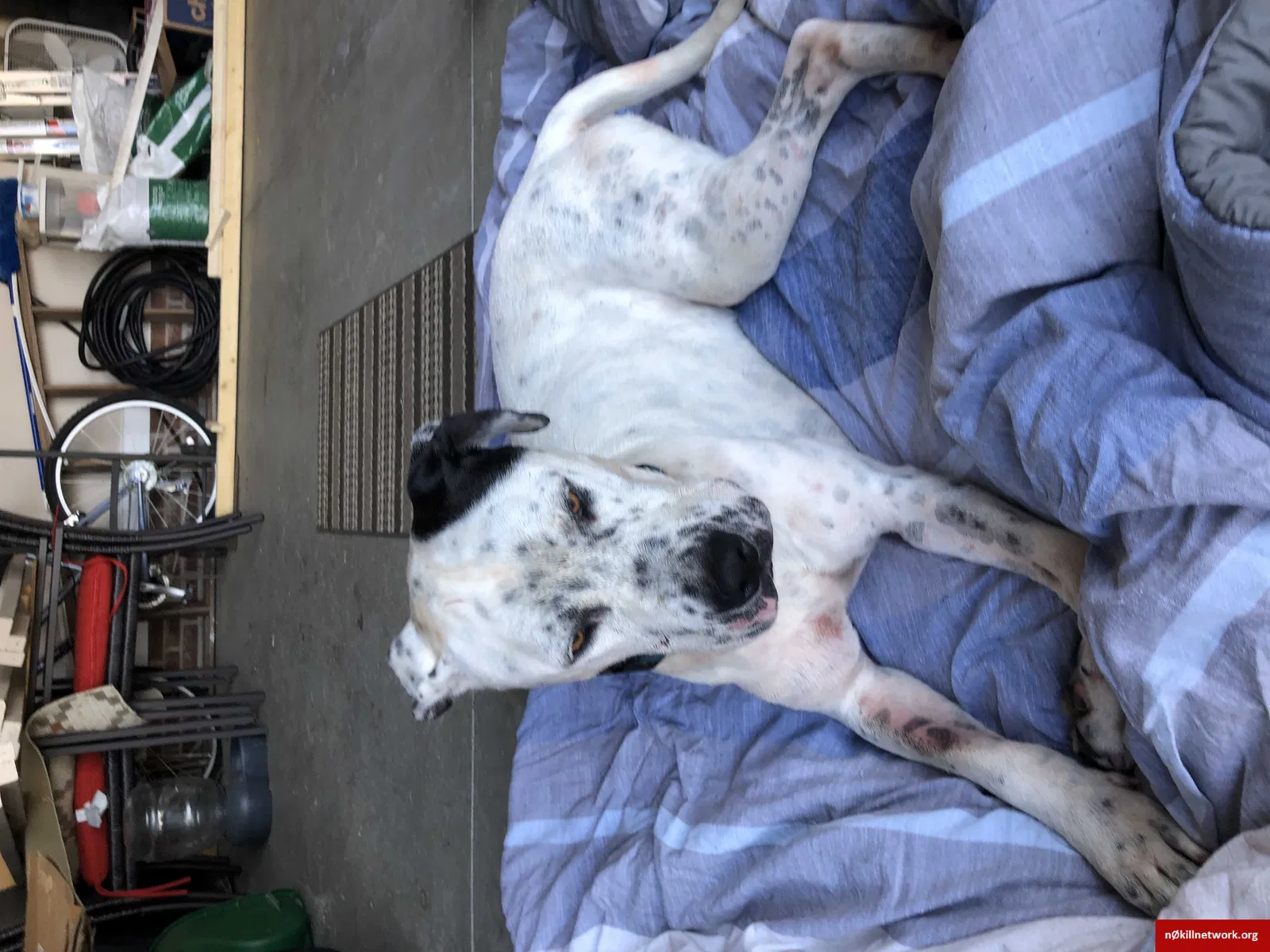 Found dog in Angier, NC, 27501