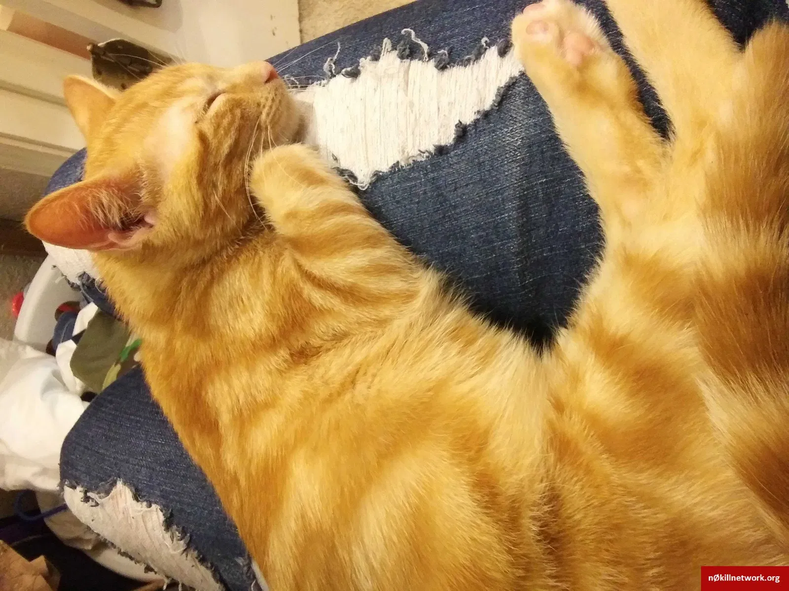 Lost cat in Abilene, TX, 79606