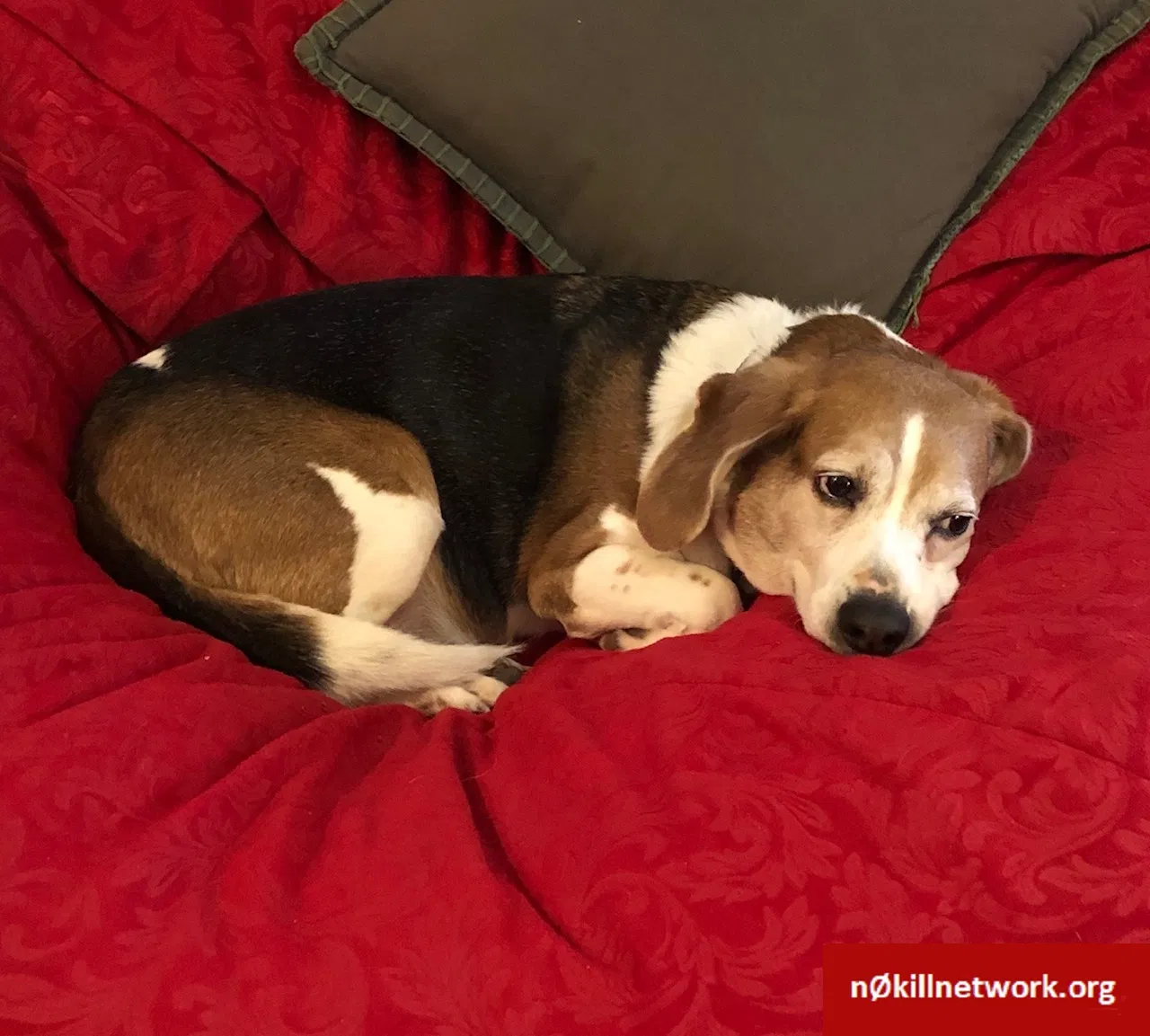 Lost dog in Euless, TX, 76039