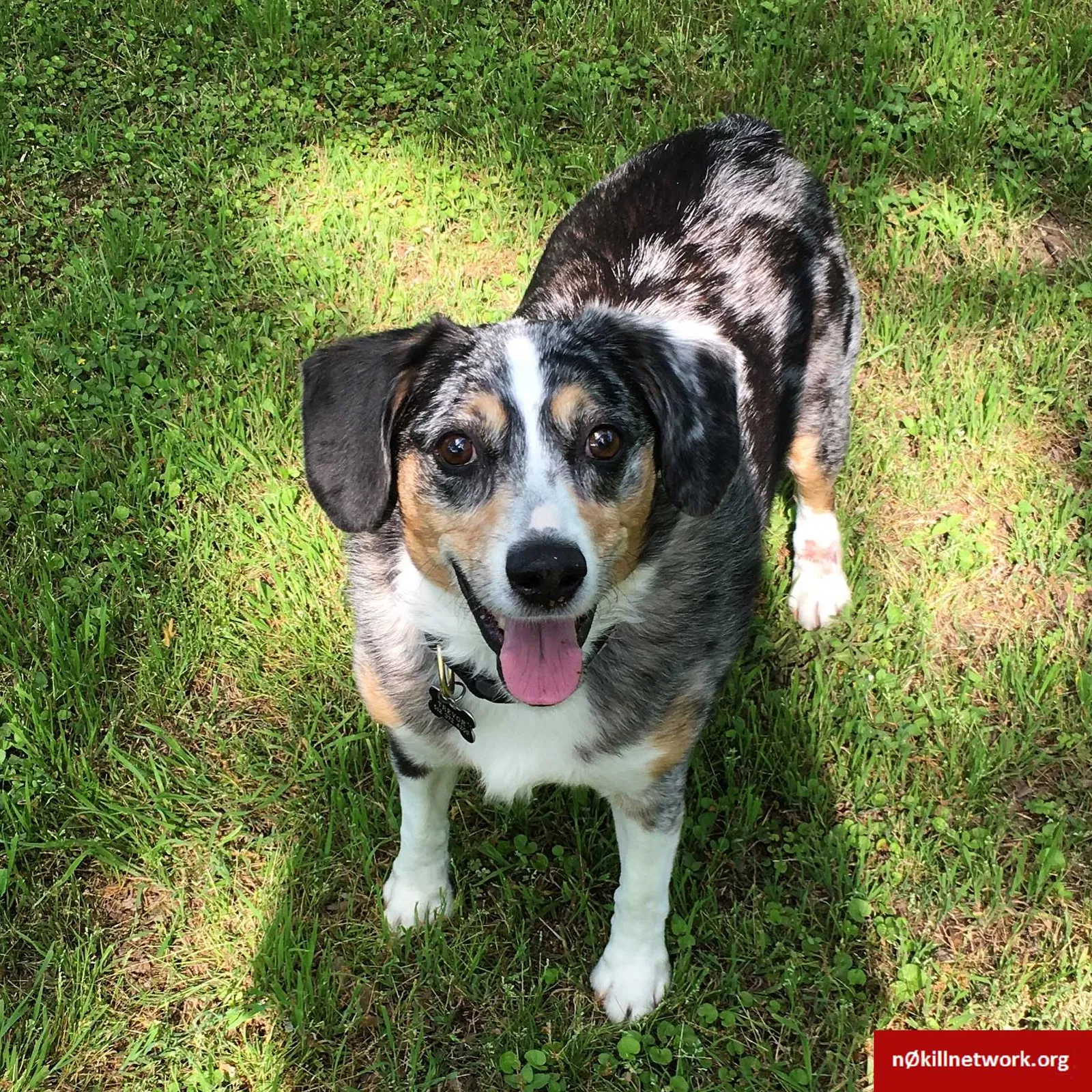 Lost dog in Austin, TX, 78730