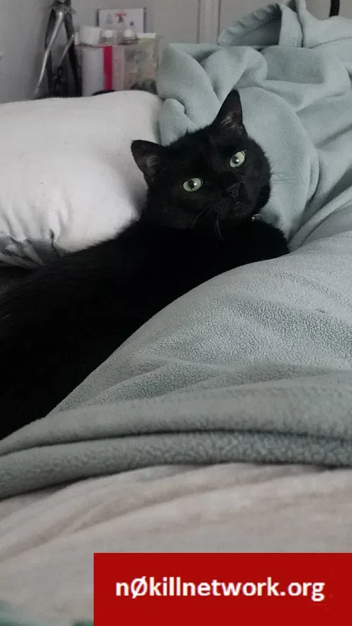 Lost cat in Brooklyn, MD, 21225