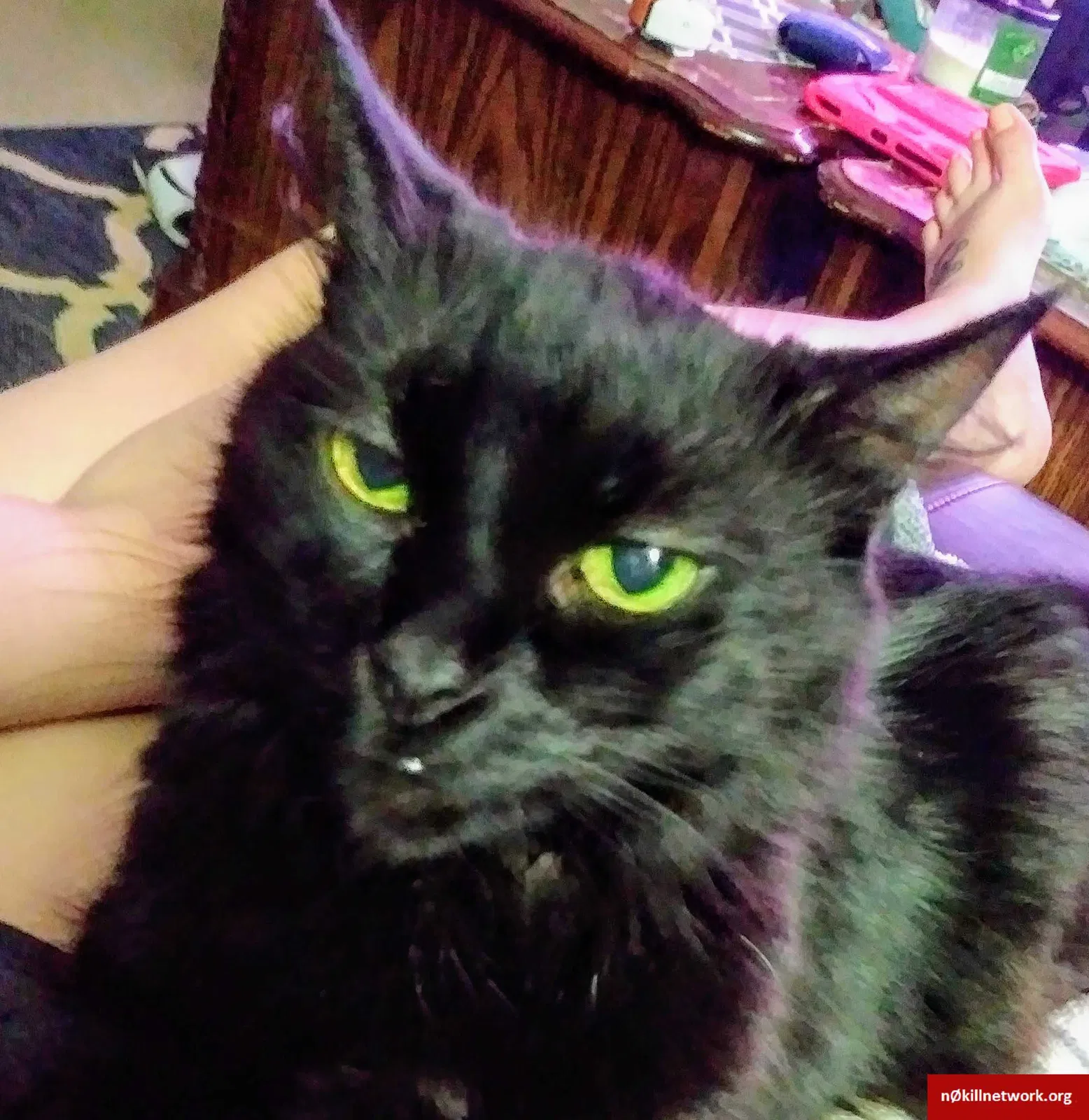Lost cat in Acworth, GA, 30102