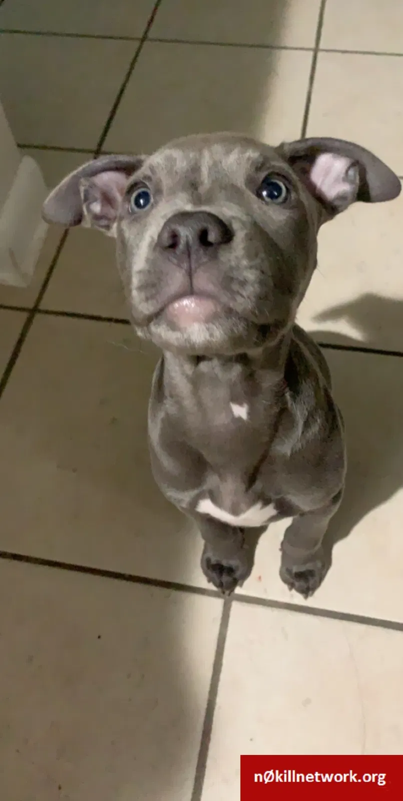 Lost dog in Des Moines, IA, 50320