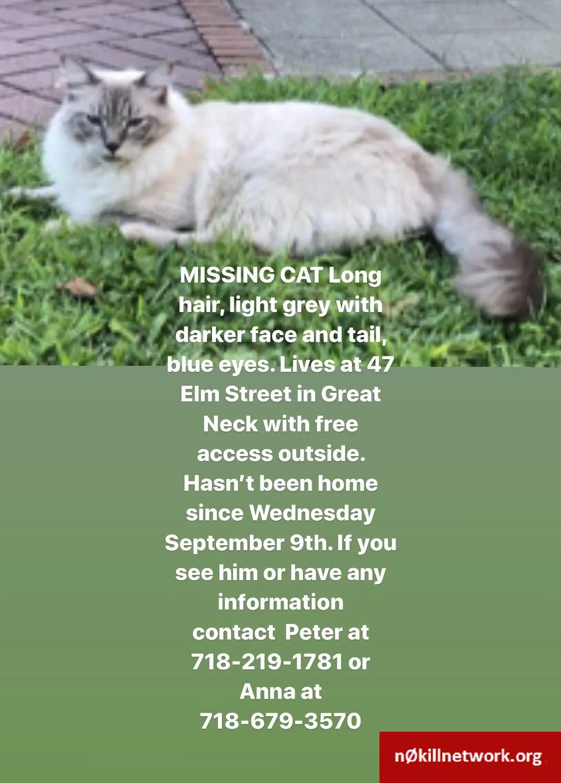 Lost cat in Great Neck, NY, 11021