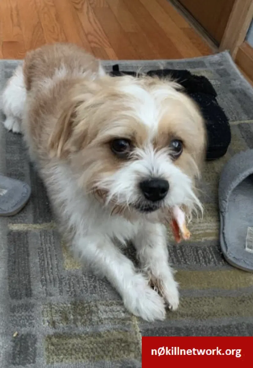 Lost dog in Oak Lawn, IL, 60453