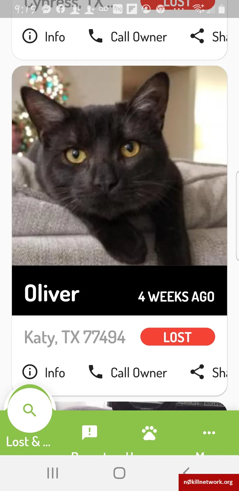 Lost cat in Katy, TX, 77494