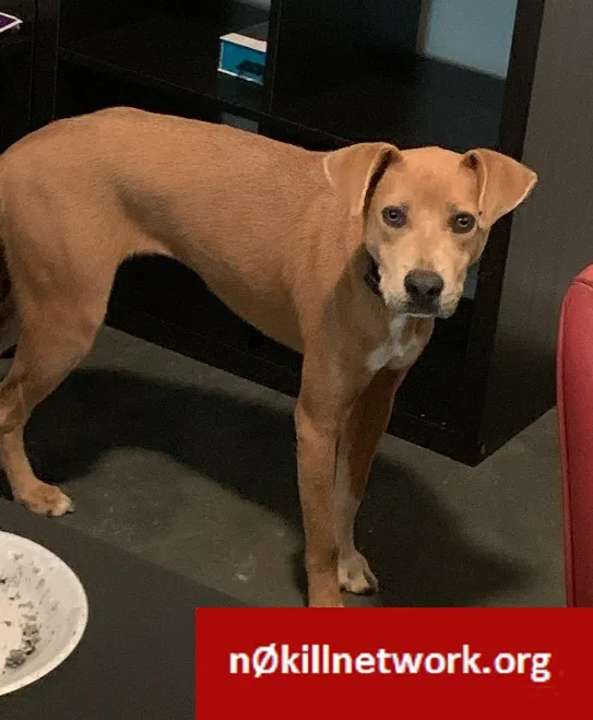 Lost dog in Atlanta, GA, 30318