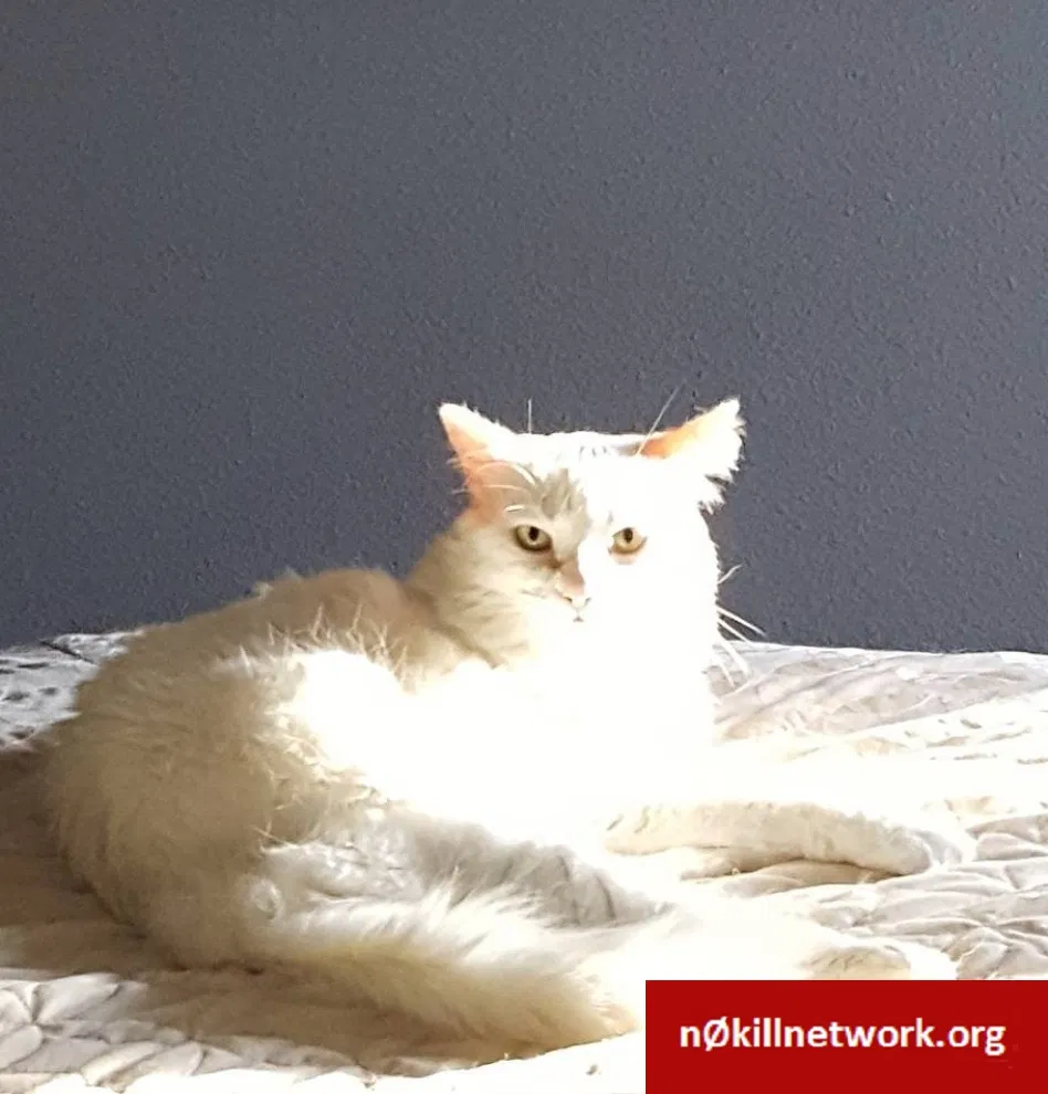 Lost cat in Austin, TX, 78702