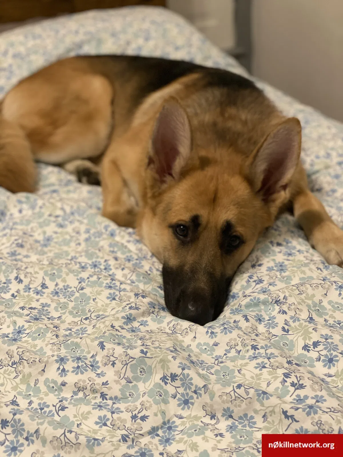 Lost dog in Claysville, PA, 15323