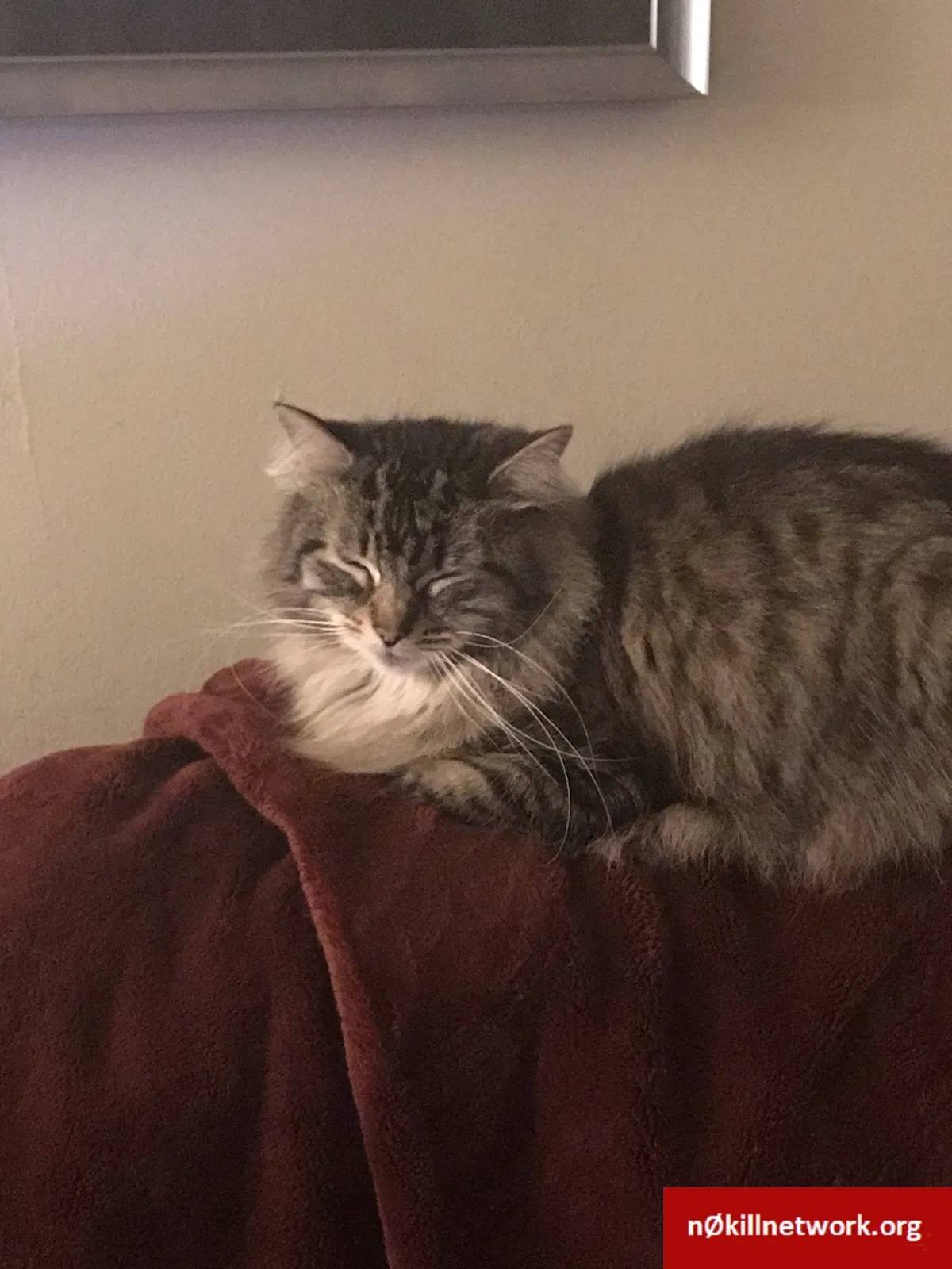 Lost cat in Detroit, MI, 48235
