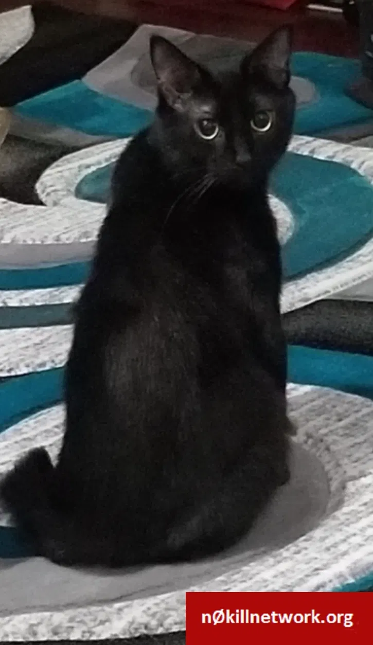 Lost cat in Harwinton, CT, 6791