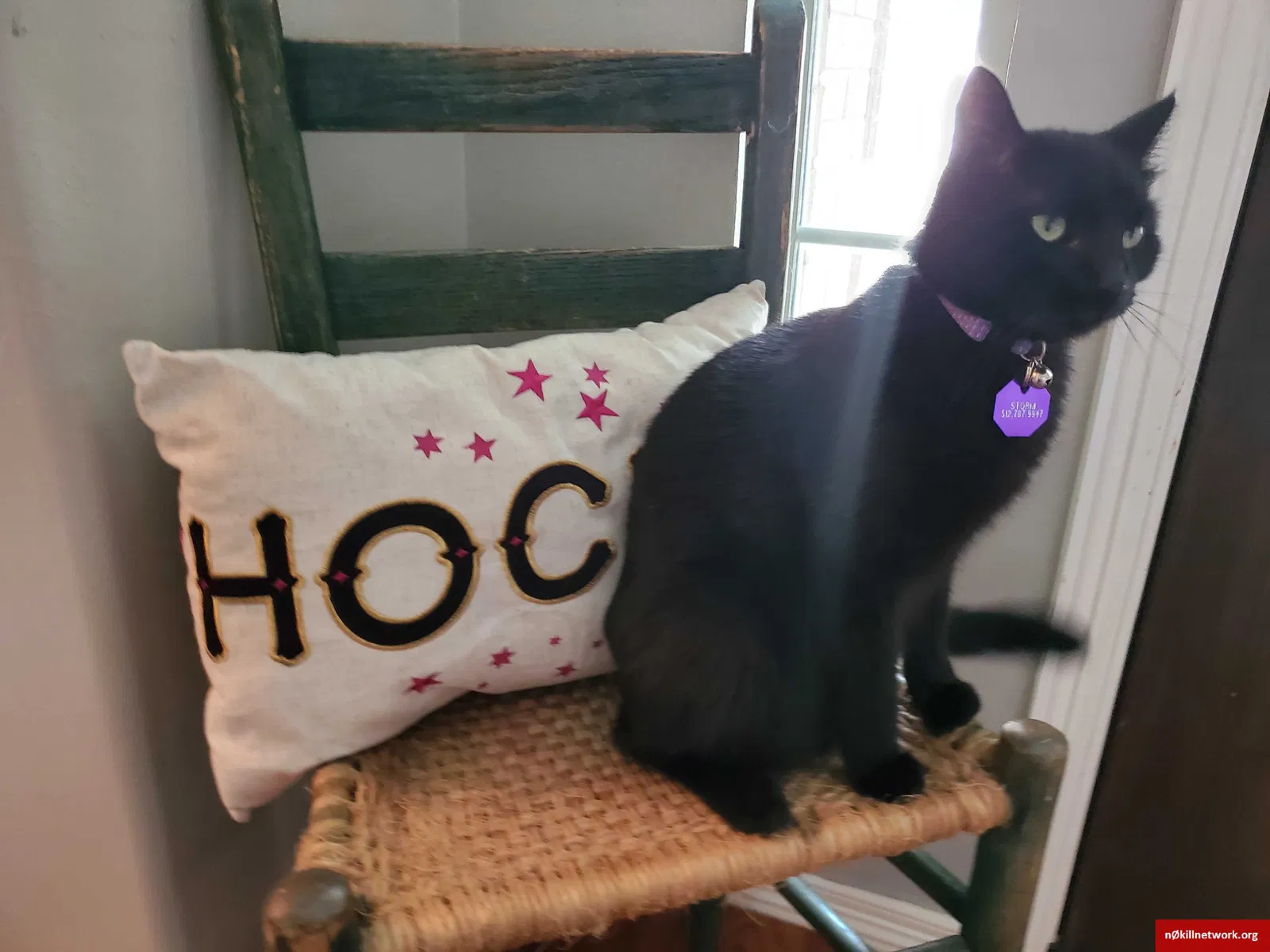 Lost cat in Mansfield, TX, 76063