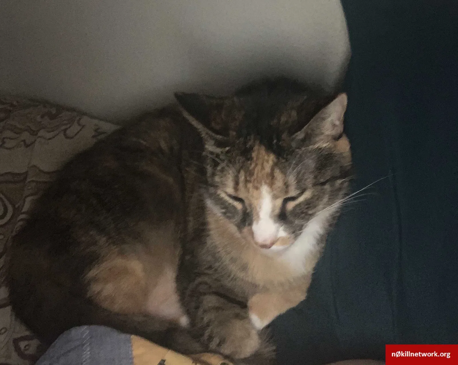 Lost cat in Ocala, FL, 34470