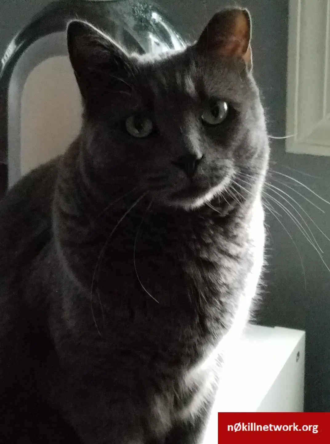 Lost cat in Hauppauge, NY, 11788