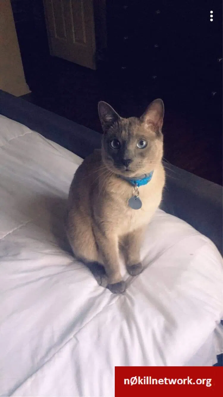 Lost cat in Knoxville, TN, 37919