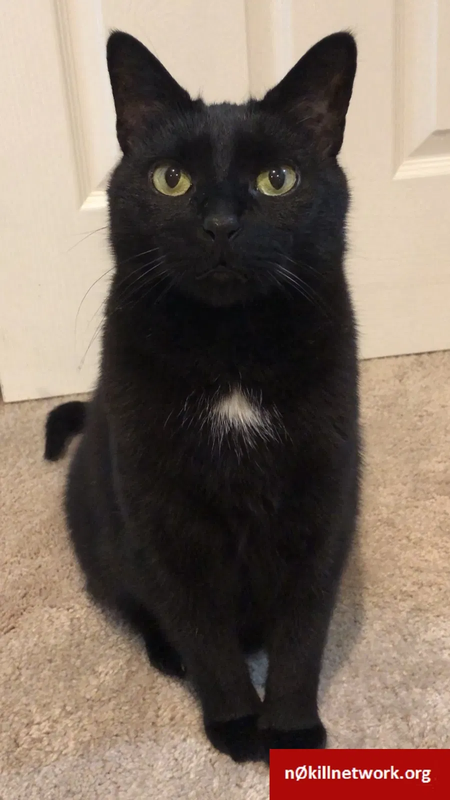 Lost cat in Chicago, IL, 60625