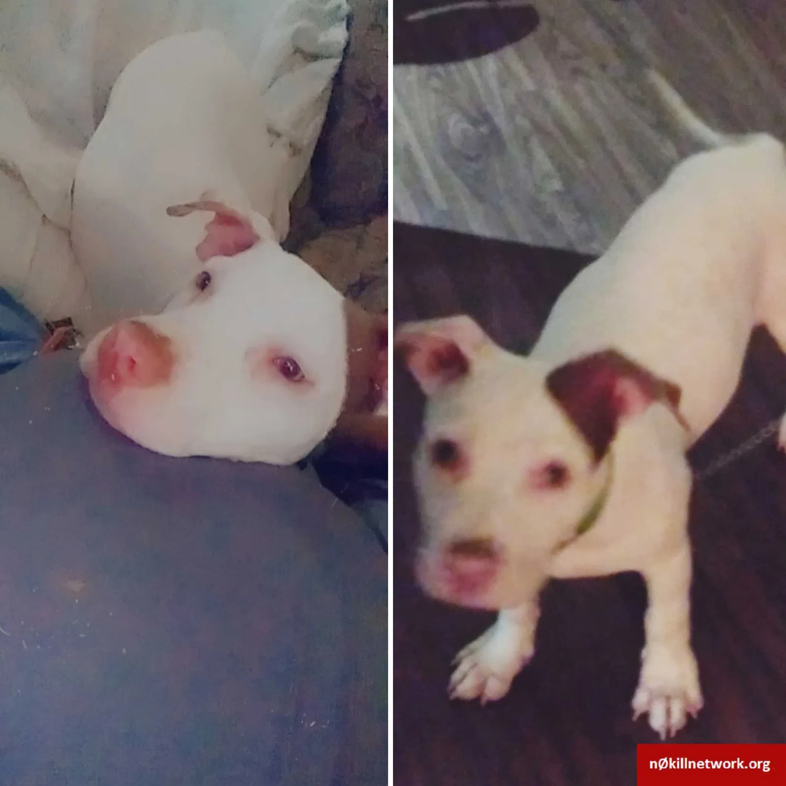 Lost dog in Austin, TX, 78723