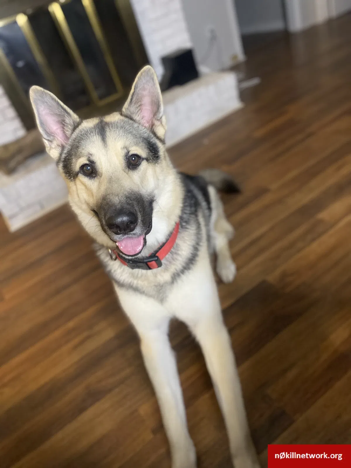 Lost dog in Greenville, SC, 29611