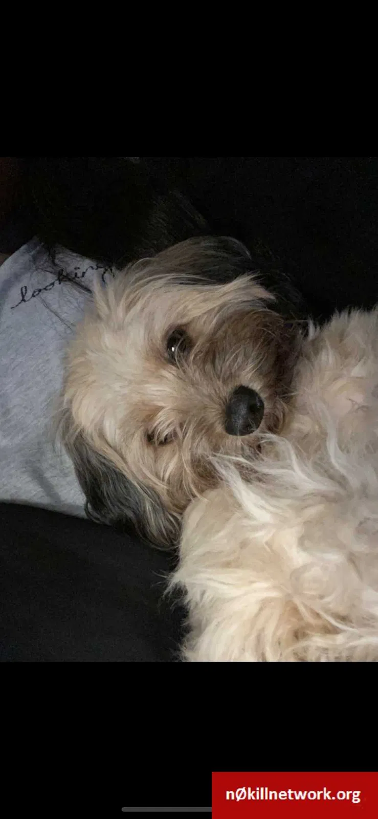 Lost dog in Orlando, FL, 32818