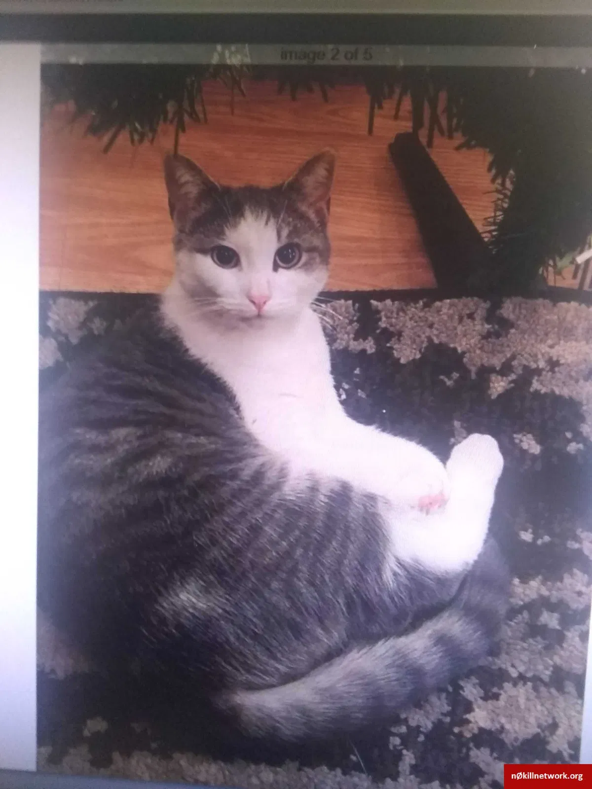 Lost cat in Greene, NY, 13778