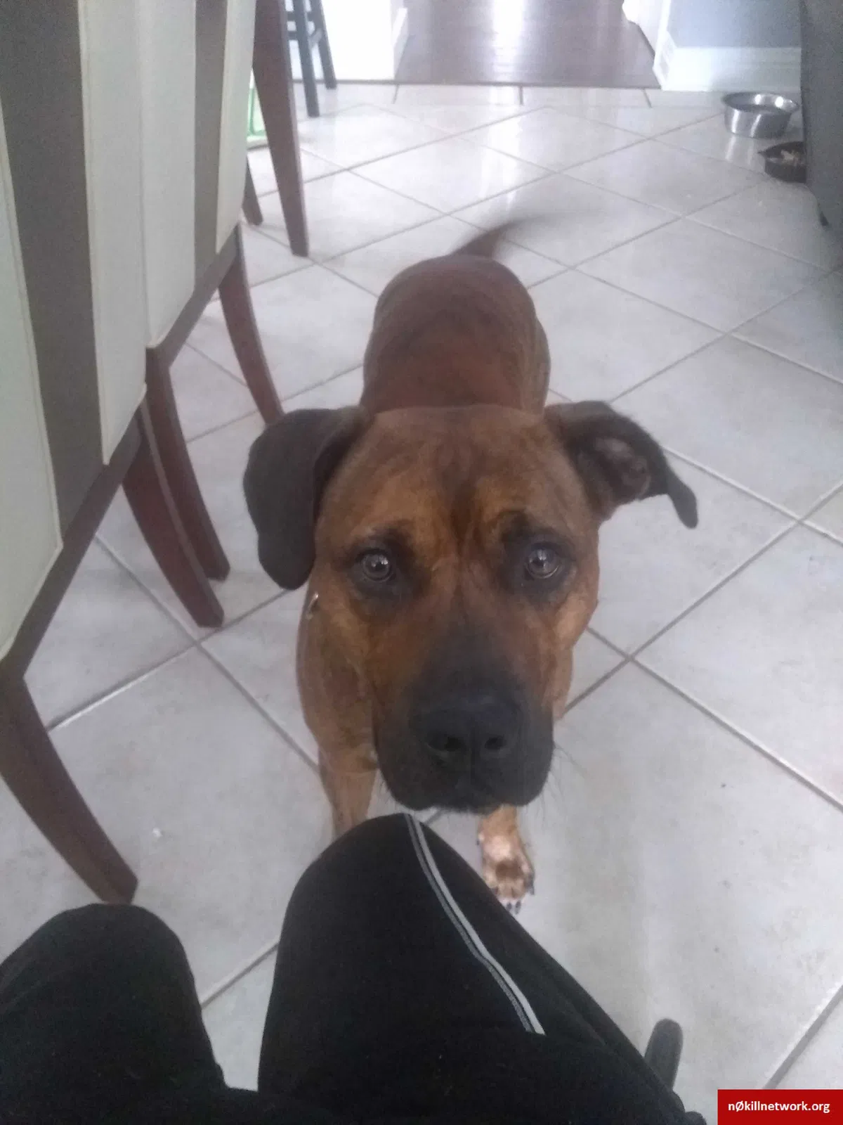 Lost dog in Mobile, AL, 36605