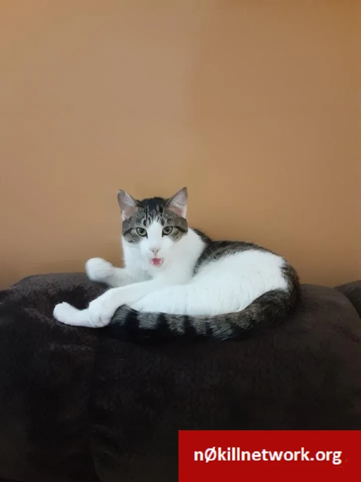 Lost cat in Canal Winchester, OH, 43110
