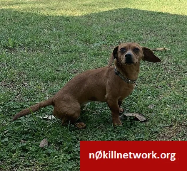 Lost dog in Marietta, GA, 30066