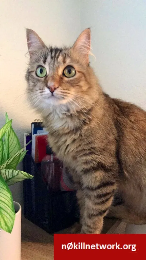 Lost cat in Austin, TX, 78758