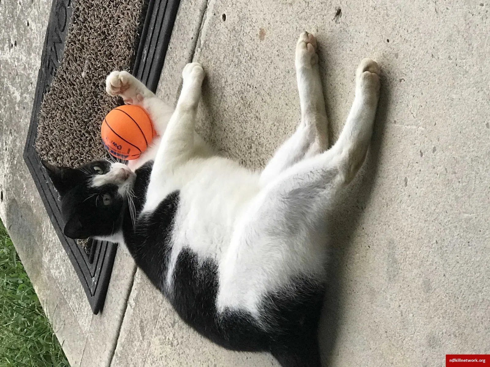 Lost cat in Monterey, TN, 38574