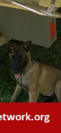 Lost dog in Royal, AR, 71968