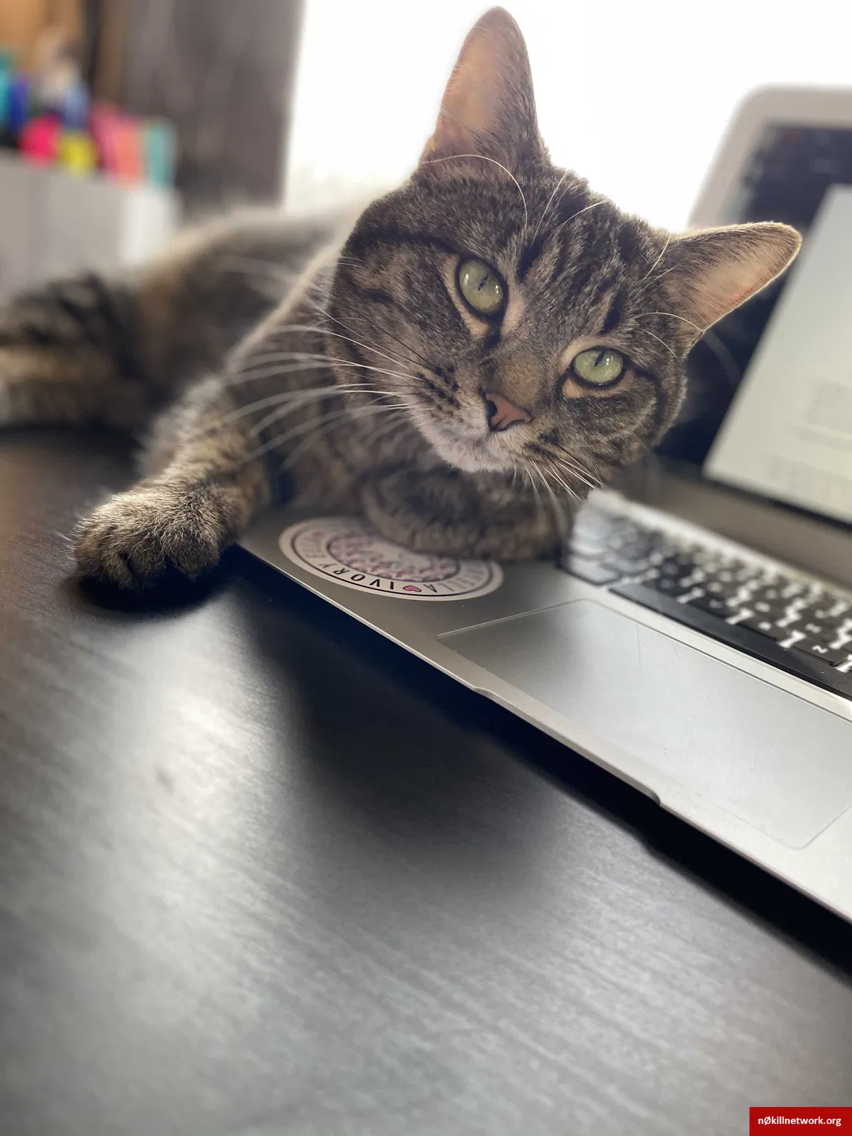 Lost cat in Carleton, MI, 48117