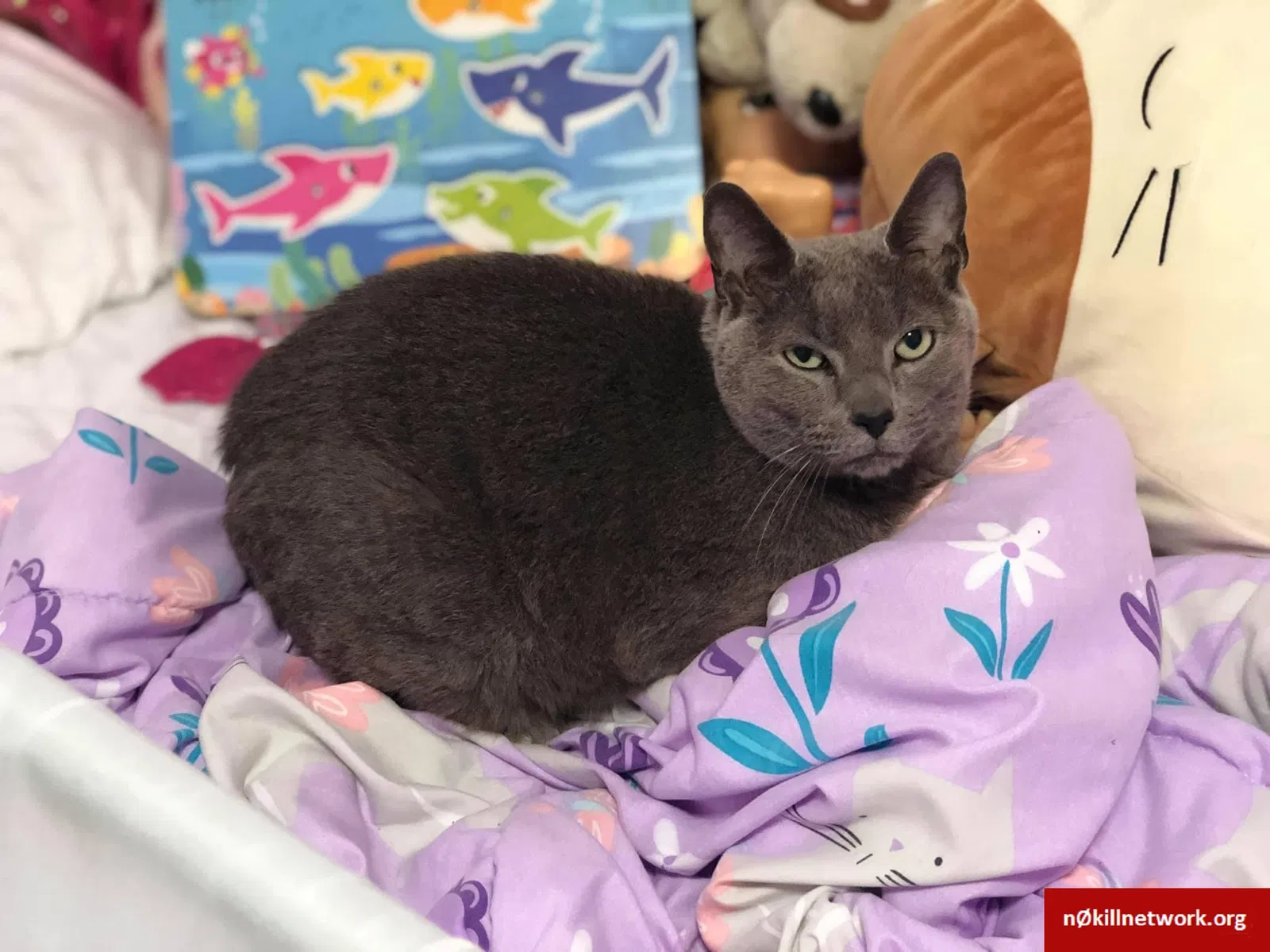 Lost cat in Valdosta, GA, 31605