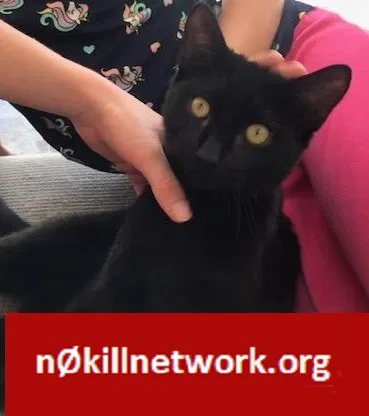 Lost cat in Fort Pierce, FL, 34982