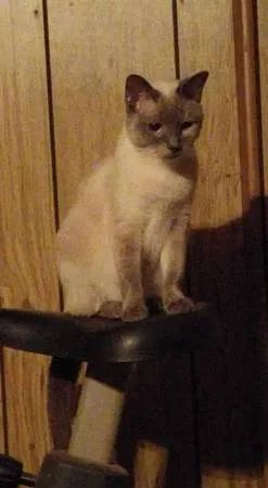 Lost cat in Kernersville, NC, 27284