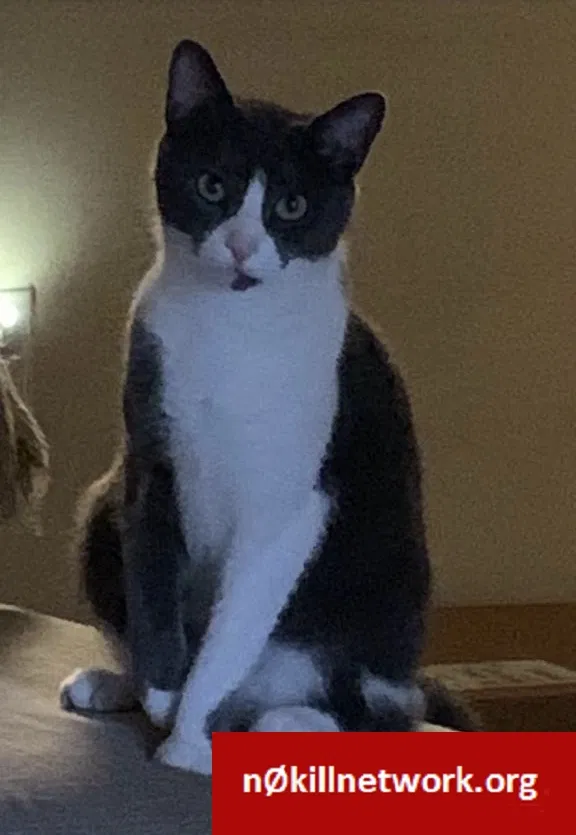 Lost cat in Charlotte, NC, 28273