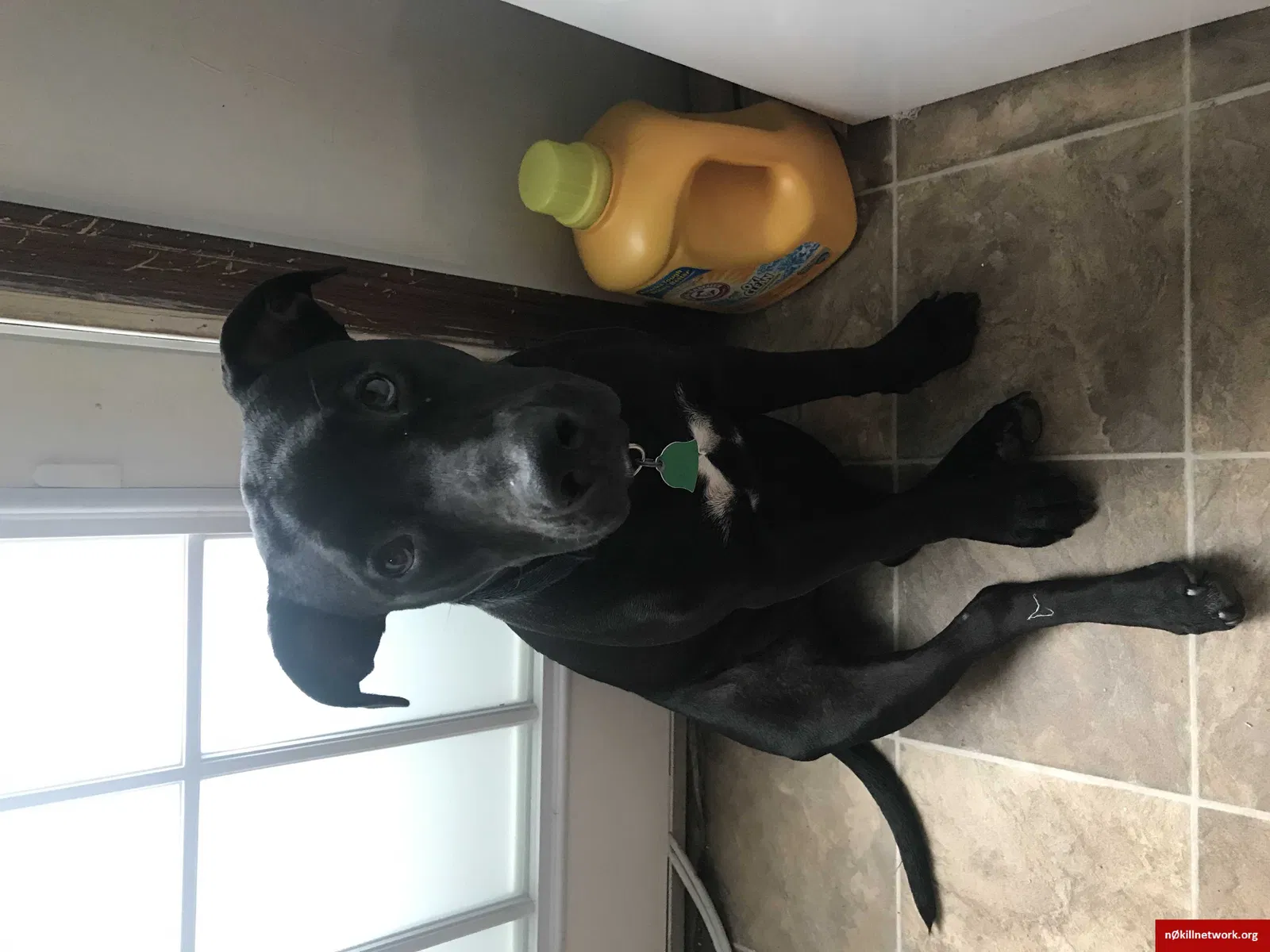 Lost dog in Greenville, SC, 29611