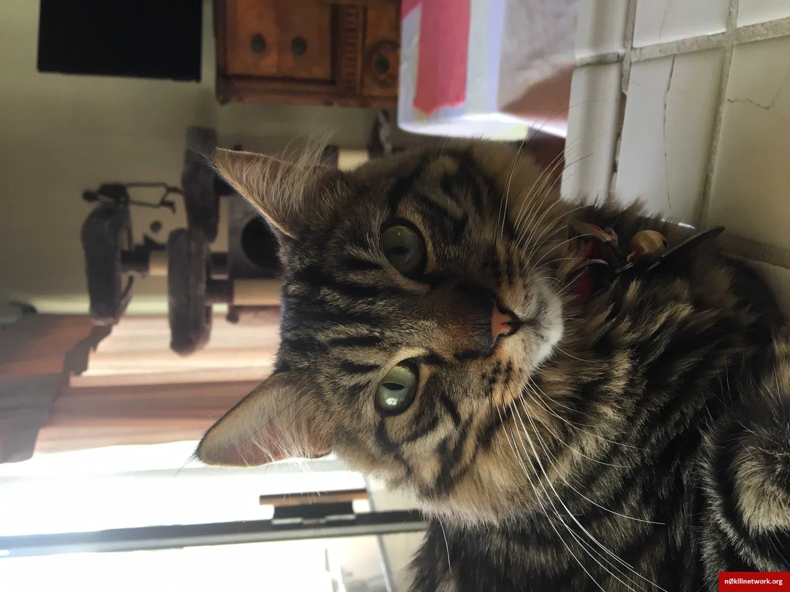 Lost cat in Diamond Bar, CA, 91765