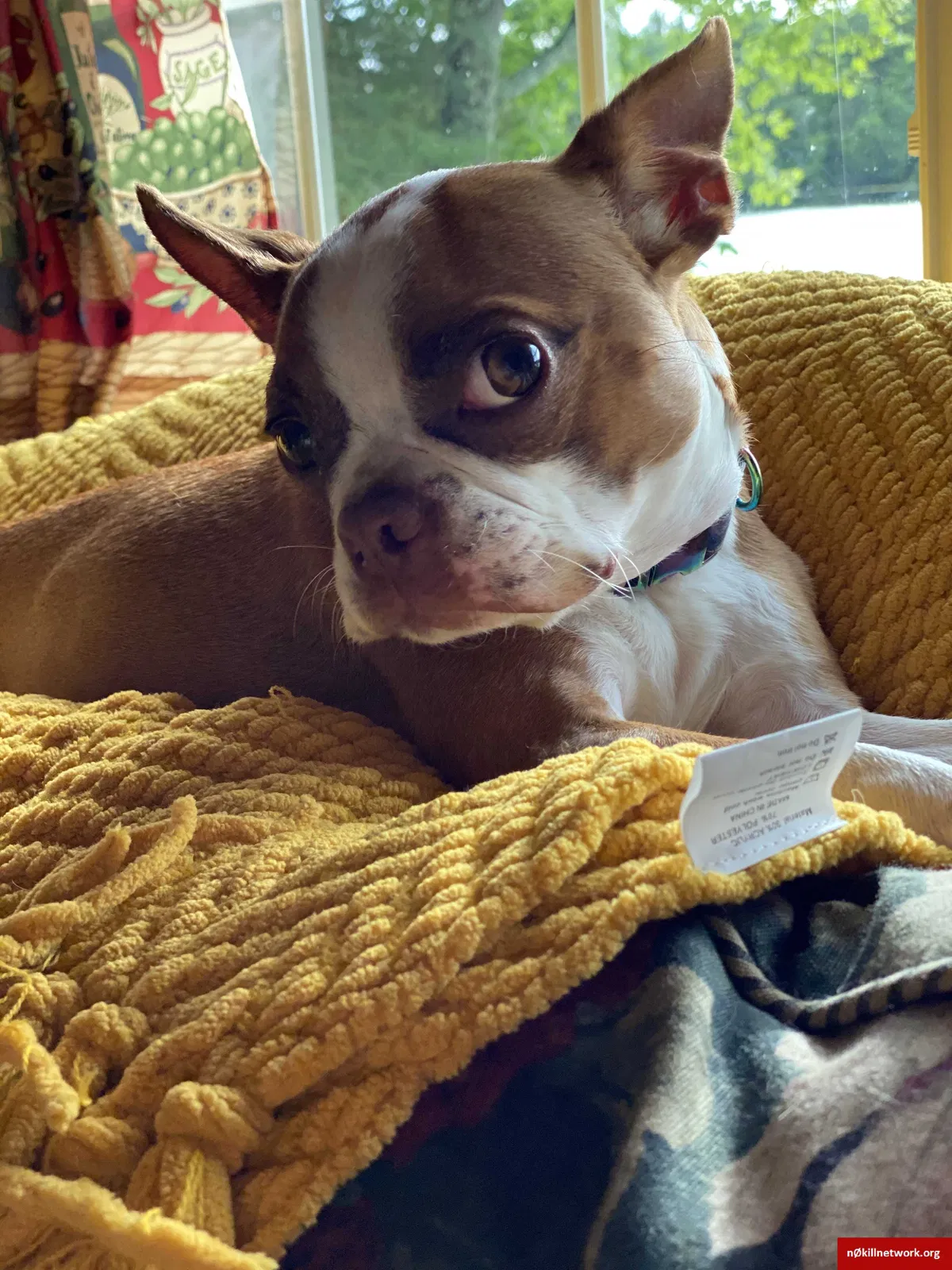 Lost dog in Mountain, WI, 54149