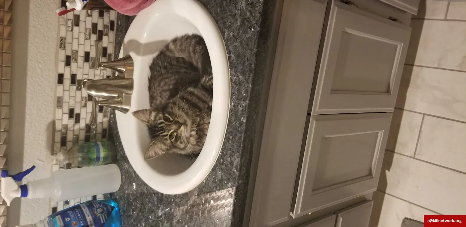 Lost cat in Medford, OR, 97501